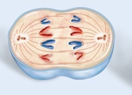 What phase of mitosis is pictured?   A) prophase B) prometaphase C) metaphase D) anaphase E) telophase