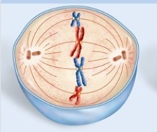 What phase of mitosis is pictured?   A) prophase B) prometaphase C) metaphase D) anaphase E) telophase