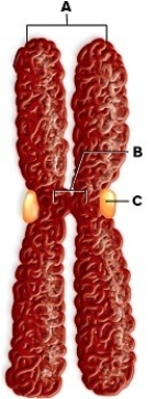 Name the labeled structures in the figure and answer the following questions.   A.________ B.________ C.________ D.When the structures labeled  A  separate,what are they called? E.What is the function of the structure labeled  C ?