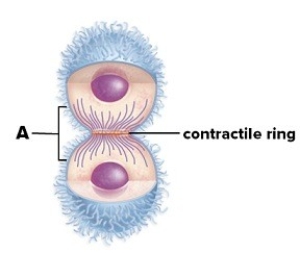 Answer the following questions concerning the following figure.   A.Name the structure labeled  A.  B.What process is occurring in the figure? C.Is this an animal or plant cell? Explain