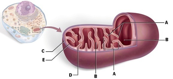Identify  A.    A) grana B) matrix C) cristae D) intermembrane space E) outer membrane