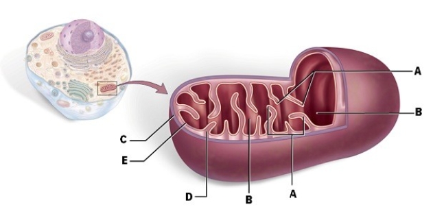 Identify  B.    A) inner membrane B) matrix C) cristae D) intermembrane space E) outer membrane
