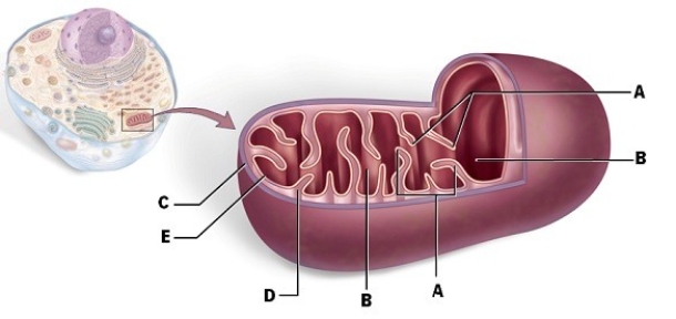 Identify  C.    A) inner membrane B) matrix C) cristae D) intermembrane space E) outer membrane