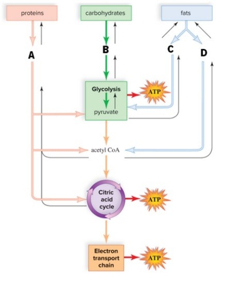 Study the figure to match the substrates with the corresponding pathway.   A) A is glycerol; B is amino acids; C is glucose; D is fatty acids B) A is glucose; B is fatty acids; C is glycerol; D is amino acids C) A is amino acids; B is fatty acids; C is glucose; D is glycerol D) A is amino acids; B is glucose; C is glycerol; D is fatty acids