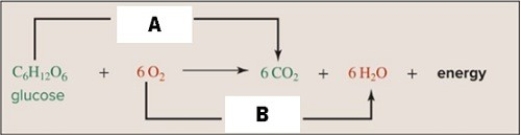 Aerobic respiration involves oxidation - reduction and the movement of electrons from one molecule to another.Study the figure to identify A and B as either oxidation or reduction.  