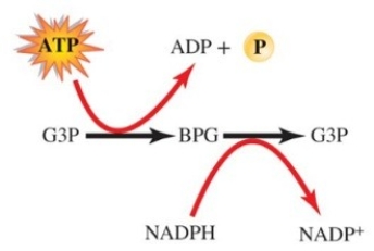 Characterize these reactions involved in the Calvin cycle.   A) These are reactions involved in the regeneration of RuBP.The reactions include an exergonic reaction (ATP breaks down into ADP) and the reduction of the coenzyme NADPH. B) These reactions are involved in the reduction of CO<sub>2</sub>.Energy is required in the form of ATP,which is hydrolyzed to ADP.The substrate BPG is reduced,while the coenzyme NADPH is oxidized. C) These reactions are involved in the fixation of CO<sub>2.</sub> Energy is required in the form of ADP,which is hydrolyzed to ATP.The substrate BPG is oxidized,while the coenzyme NADPH is reduced. D) These reactions are part of the light reactions in a noncyclic pathway.ATP and NADPH are used during these reactions.