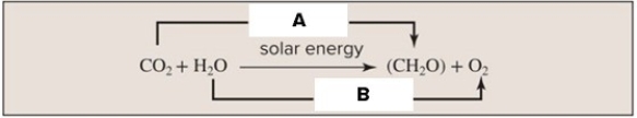 Photosynthesis involves oxidation - reduction and the movement of electrons from one molecule to another.Recall what oxidation and reduction reactions are and study the figure to identify A and B as either oxidation or reduction.  