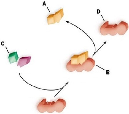 Which of the following labels is incorrectly identified?   A) A refers to the products. B) B refers to the substrate-enzyme complex. C) C refers to the reactants. D) D refers to the product.