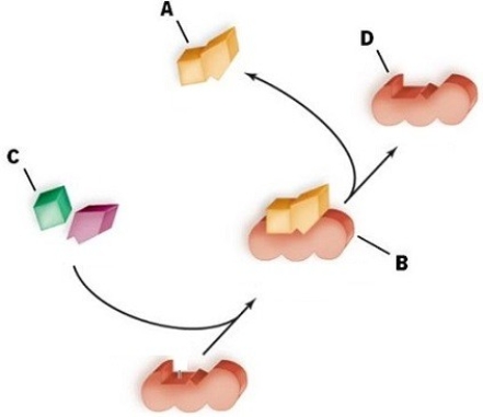 Analyze this figure to categorize the chemical reaction as a synthesis reaction or a degradation reaction.Cite evidence to support your answer.  