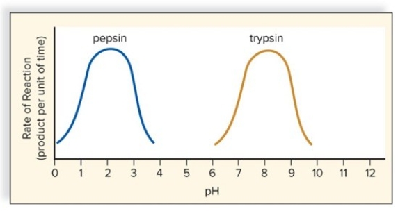 What does this graph reveal about the rate of reaction of the two different enzymes? What are the implications of this finding?  