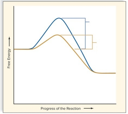 Analyze the graph.Label the following.   A.The energy of activation of the reaction with an enzyme. B.The energy of activation of the reaction without an enzyme. C.The energy of the reactants. D.The energy of the products.