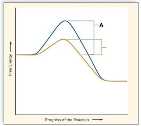 Study the figure shown here.What does the letter  A  depict?   A) energy of the reactant B) energy of the product C) energy of activation D) substrate concentration