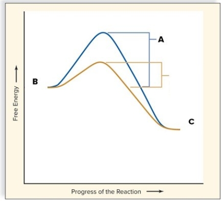 B → C is   A) exergonic. B) endergonic. C) No answer choice is correct.