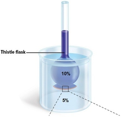 A 10% glucose solution is placed in the thistle tube.The thistle tube is placed in a beaker that contains a 5% glucose solution.Where is the highest concentration of water found?   A) in the 10% solution B) in the 5% solution C) the concentration of water is the same in both solutions D) None of the answer choices