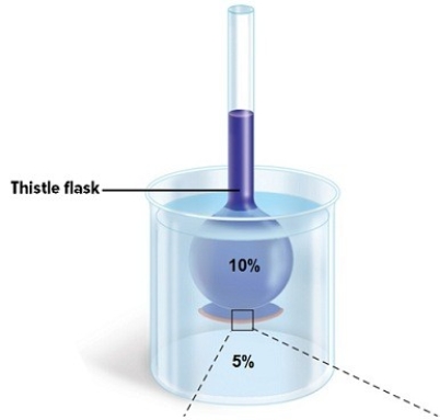 A 10% glucose solution is placed in the thistle tube.The thistle tube is placed in a beaker that contains a 5% glucose solution.There is a differentially permeable membrane across the broad end of the tube,which is permeable to water but not to the sugar glucose.As diffusion occurs,   A) the 10% solution will become more concentrated and the 5% solution will become less concentrated. B) both solutions will become more concentrated. C) the 10% solution will become less concentrated and the 5% solution will become more concentrated. D) both solutions will become less concentrated.