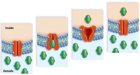 Study the series of pictures to identify the process as   A) facilitated transport. B) active transport. C) passive transport. D) osmosis.