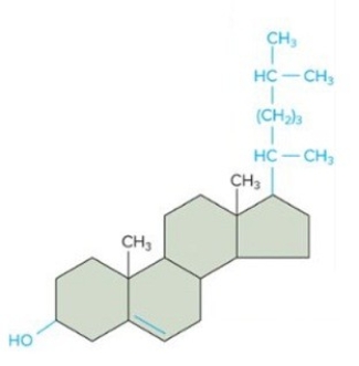Identify the following molecule:   A)amino acid B)hydrocarbon C)carbohydrate D)alcohol E)cholesterol