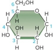 Identify this molecule:   A) amino acid B) hydrocarbon C) carbohydrate D) alcohol E) lipid