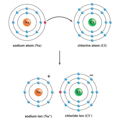 Use Bohr's model to draw a sodium (Na)atom and a chlorine (Cl)atom.Using your model,explain what happens when sodium reacts with chlorine to form table salt.Include in your explanation ion and ionic bond formation.  