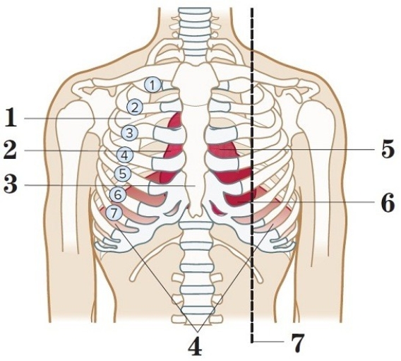 Match the numbers from the figure to the correct structure located on the chest.  -   A. Diaphragm ________ B. Apex of heart ________ C. Intercostal space ________ D. Sternum ________ E. Base of heart ________ F. Midclavicular line ________ G. Heart ________