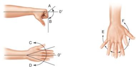   -The type of movement shown by letter C in the picture is ____. A)  abduction B)  adduction C)  flexion D)  dorsiflexion E)  extension