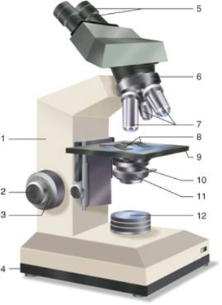   -Number 6 on this microscope is the ____. A)  revolving nosepiece B)  coarse adjustment control C)  oculars D)  objectives E)  fine adjustment control