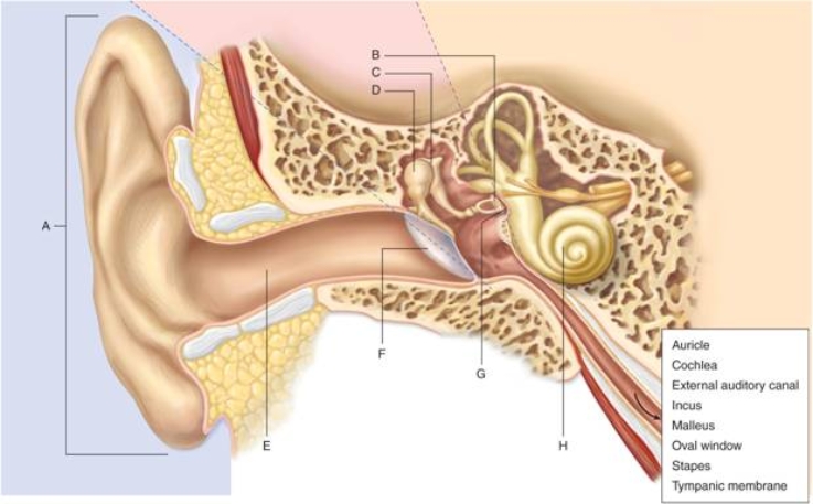   -The ________, shown at letter H in the figure, contains hearing receptors, including the organ of Corti.