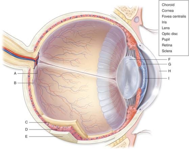   -The tough, outermost layer of the eye, indicated by the letter E in the figure, is the ________.