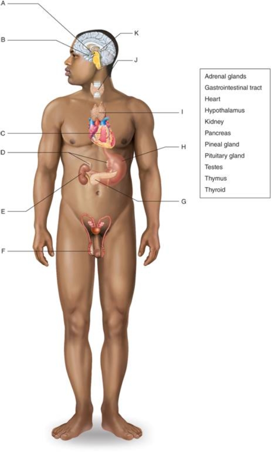   -Letter J on the figure identifies the ________.