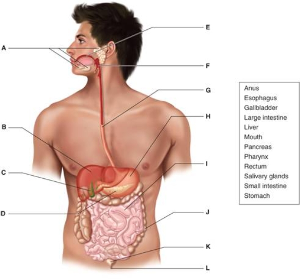   -Letter B on the figure of the digestive system shows the ________.