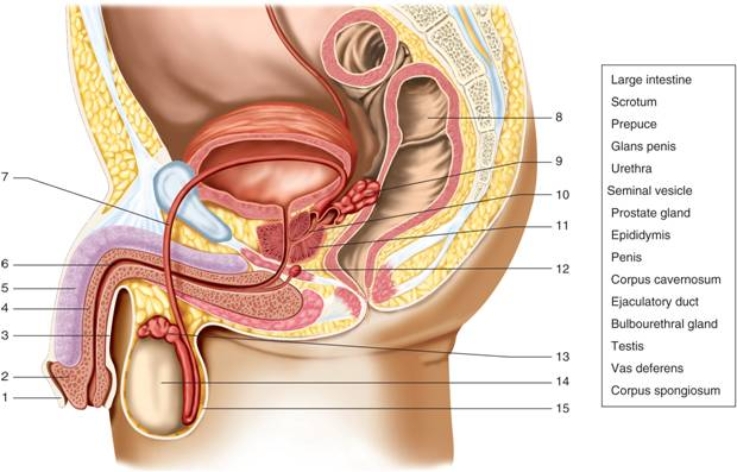   -The structure indicated by number 1 in the figure is the ________.