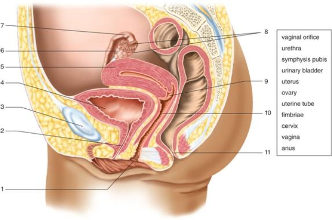   -On the figure of the female reproductive system, number 3 represents the ________.