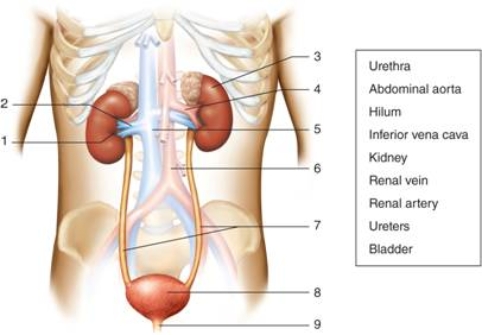   -The ________, shown at number 1 on the figure, is where the renal artery, renal vein, and Ureters enter the kidney.