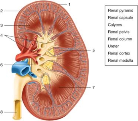   -The structure at number 1 on the figure of the kidney is the ________.