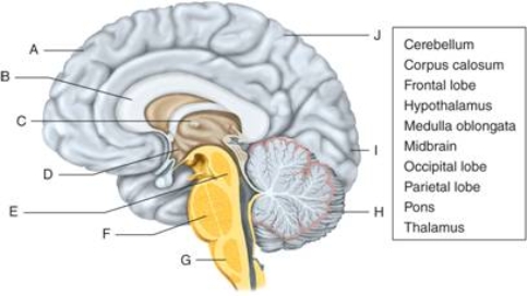   -The ________, which contains motor areas that allow a person to move, is shown at letter A.