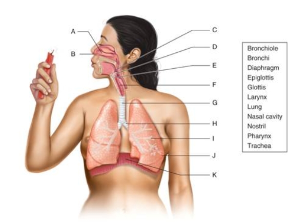   -Letter D on the figure is the ________. a flap-like structure that closes off the larynx during swallowing.