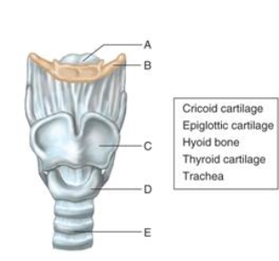   -Letter A in the figure is the ________, which forms the framework for the epiglottis.