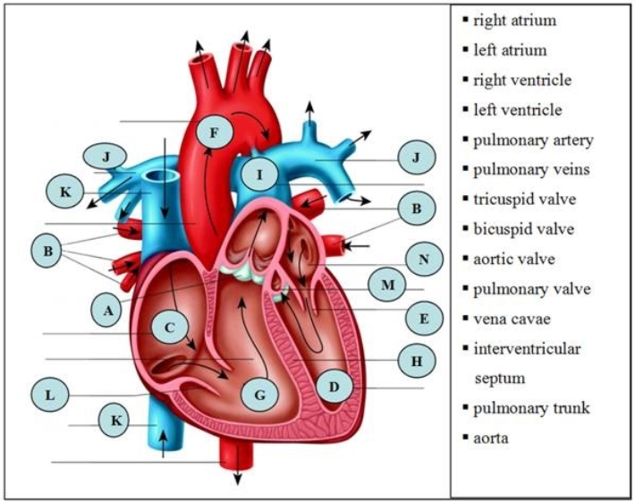   -The ________ veins (letter B) empty oxygenated blood into the left atrium.