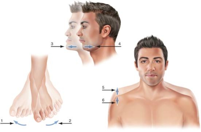   -Numbers 5 and 6 demonstrate ____. A)  protraction and depression B)  elevation and eversion C)  depression and retraction D)  elevation and depression E)  eversion and inversion