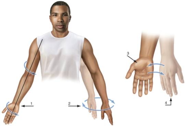   -Supination and pronation are demonstrated by numbers _____. A)  1 and 3 B)  3 and 4 C)  4 and 2 D)  2 and 3 E)  1 and 2