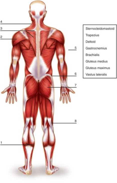   -Number 3 in the figure is the ________ muscle.