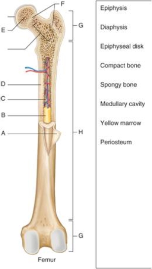   -Letter A on figure of the femur is the ________.