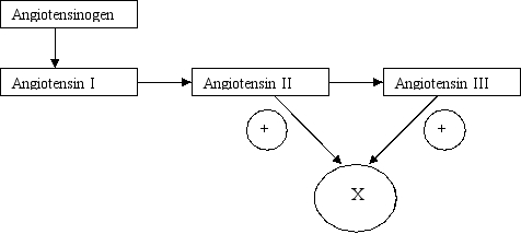 A 60-year-old hypertensive man is diagnosed with stenosis of a major renal artery. To compensate for decreased blood perfusion of the affected kidney, he produces an excess of the compound labeled X in the figure below. Which of the following best characterizes compound X?   A)  It causes arteriolar vasoconstriction. B)  It is produced by juxtaglomerular cells of the kidney. C)  It is secreted in response to infusions rich in Na<sup>+</sup>. D)  It is under tight control of adrenocorticotropic hormone (ACTH) . E)  It promotes sodium retention and potassium excretion in the distal tubules of nephrons.