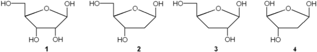 Which of the following is 2-deoxy-D-ribose?   A)  1 B)  2 C)  3 D)  4