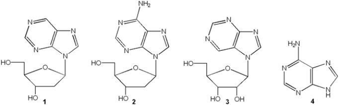 Which of the following is deoxyadenosine?   A)  1 B)  2 C)  3 D)  4