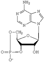 A correct abbreviation for the following nucleotide is ADP.  