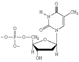 The name of the base in the following nucleotide is __________________.  
