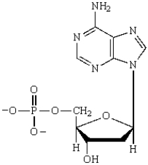 The name of the following nucleotide is_____________________________.  