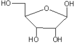 Number each position in the ribose below according to the normal convention.  