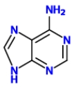 Identify the given structure. ​   A)  Adenine B)  Guanine C)  Cytosine D)  Uracil